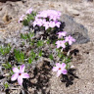 Meet your Posher, Charlene